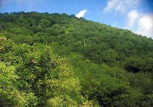 Photo of typical tropical forest