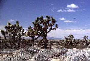 Mohave Desert image gallery